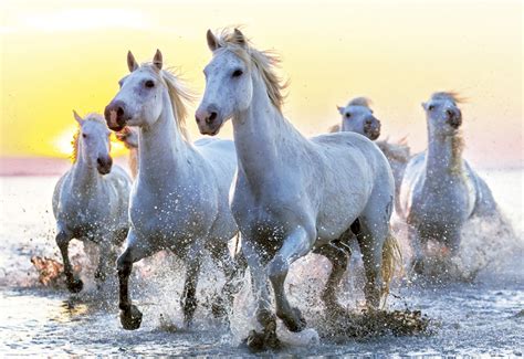 White Horses At Sunset, 1000 Pieces, Educa | Serious Puzzles