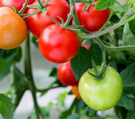 Tomaten wachsen in einem gewächshaus frische tomatenpflanzen reife