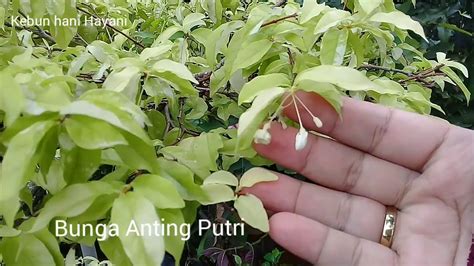 bunga anting putri youtube