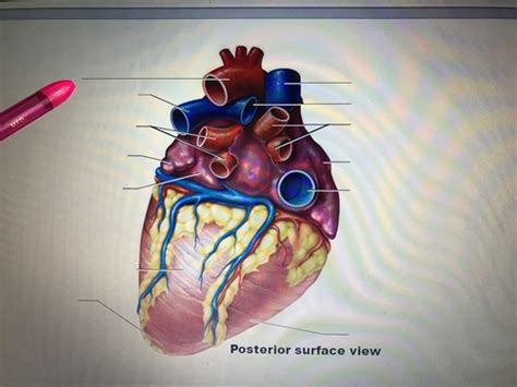 Cardio Posterior Surface View Flashcards Quizlet