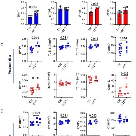 Both males blue and females red γOT KO mice exhibit high bone mass