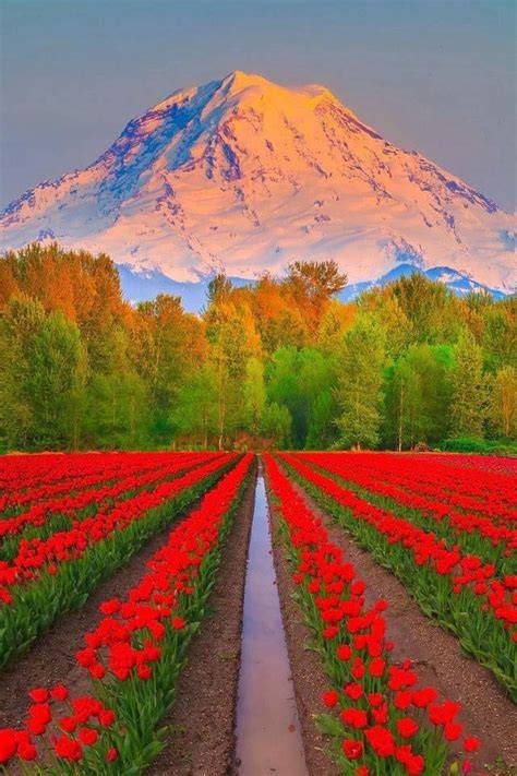 Skagit Valley Tulip Field Beautiful Places Beautiful Nature