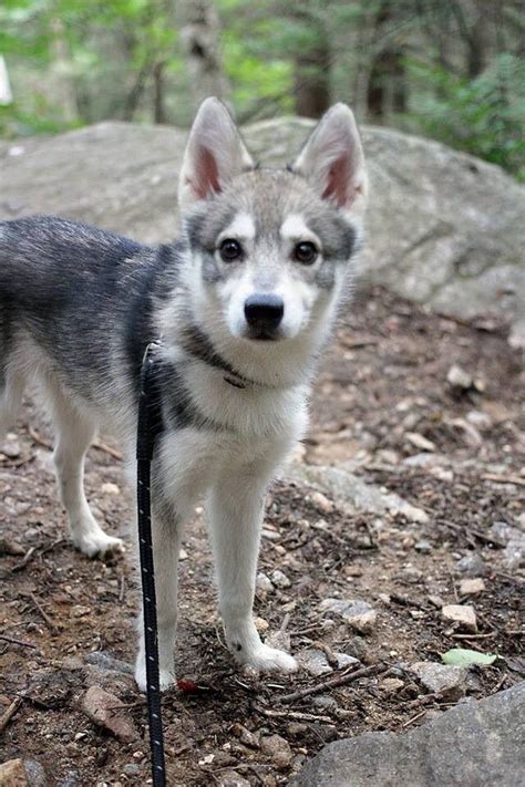 Best 25 Alaskan Klee Kai Ideas On Pinterest Alaskan Klee Kai Puppy