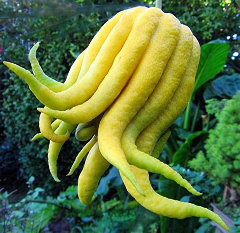 Worlds Top 10 Weirdest Delicious Looking Fruits