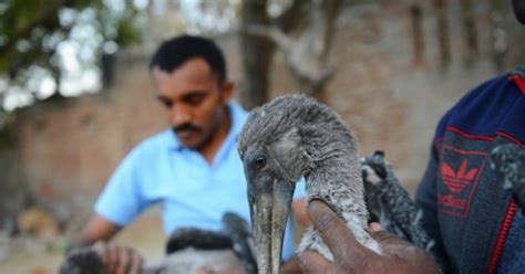 Deadly Kite Strings Kill Birds In India Breitbart