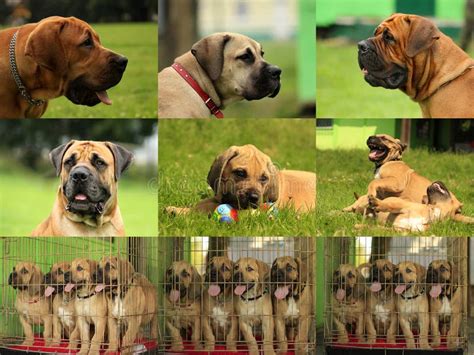 A Set Of Photos Boerboel Dog Stock Photo Image Of Domestic Face