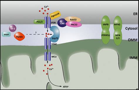 Calcium Signaling At ER Mitochondria Membrane Contact Sites Transfer