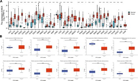 Frontiers Pan Cancer Analysis Of The Prognostic And Immunological