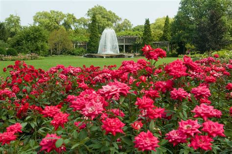 Pin By Ladonna Sellers On Gardening Red Rose Garden Chicago Botanic