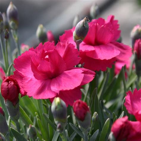 Dianthus Annette British Garden Plants