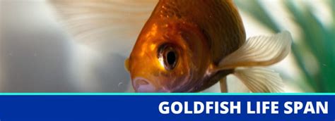 How Long Do Goldfish Live A Guide To Goldfish Lifespan Vivofish