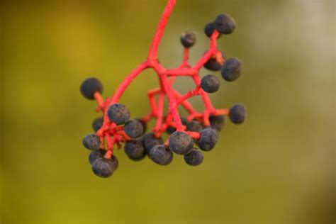 Images Gratuites La Nature Branche Fruit Baie Feuille Fleur Sec