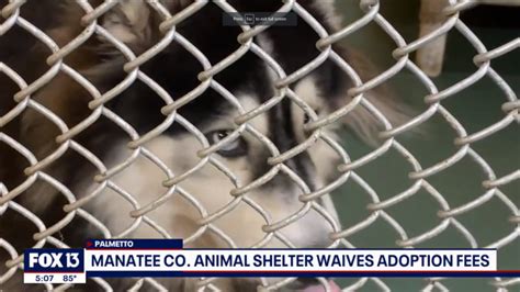 Manatee County waives adoption fees as pets overwhelm area shelters ...