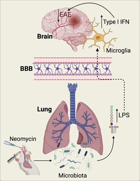 The Lung Brain Axis A New Frontier In Host Microbe Interactions Immunity