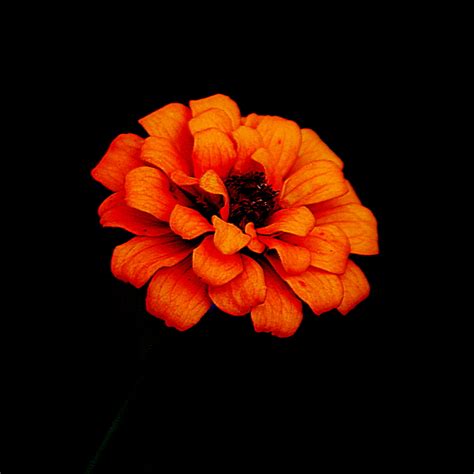 One Very Pretty Marigold For You Fine Folks Lens SMC Takumar F 70