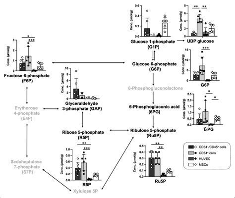 Pentose phosphate pathway in four types of cells. The pentose phosphate ...