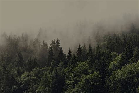 HD wallpaper: forest, mist, spruce | Wallpaper Flare