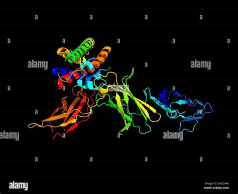 Interleukin 12 Protein Molecule Molecular Model Of A Molecule Of The Cytokine Protein