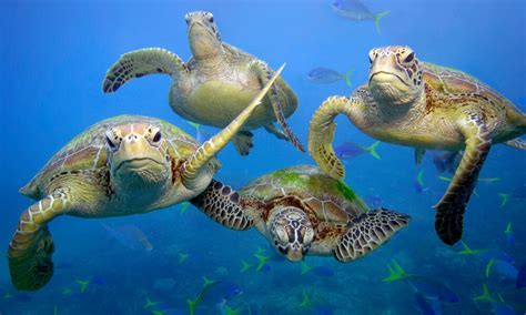 Species Spotlight Green Turtle Pages WWF