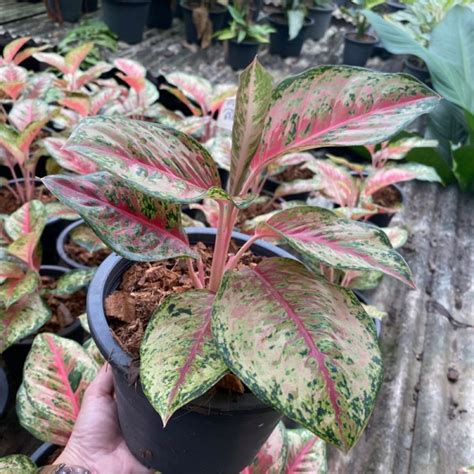 Buy Wholesale Retail Aglaonema Plants From Thailand High Quality