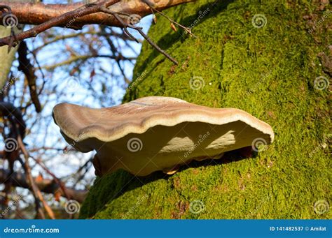 Fungo Del Polypore Della Betulla Immagine Stock Immagine Di Albero