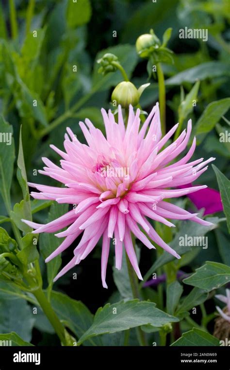 Dahlia Park Princess Stock Photo Alamy