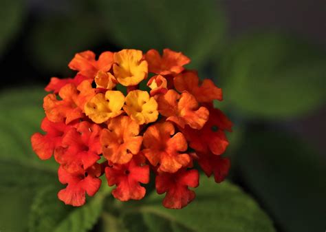 Lantanas Flores Jardim Foto Gratuita No Pixabay Pixabay