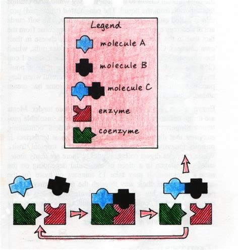 Vitamin: Coenzyme - VanCleave's Science Fun