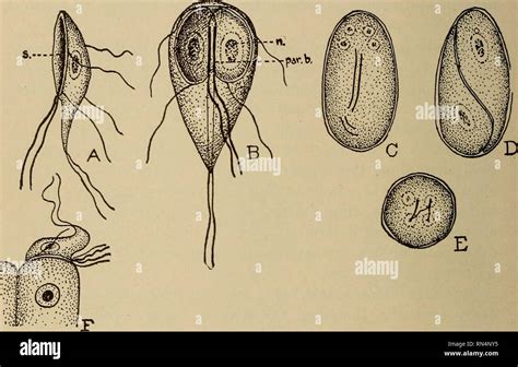 Giardia Lamblia Cyst