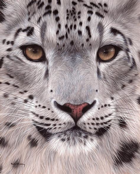 Snow Leopard Face Painting At Paintingvalley Explore Collection