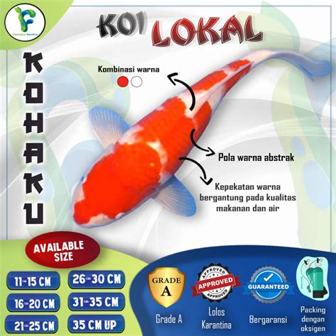 Jual KOHAKU - Ikan Koi Kohaku Grade A / Ikan Hias Koi Kohaku / Koi ...