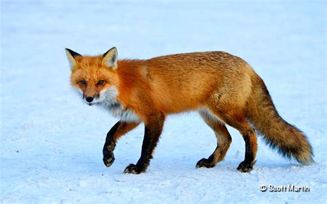 Wildlife in Orlando Wetlands Park | Scott Martin Photography