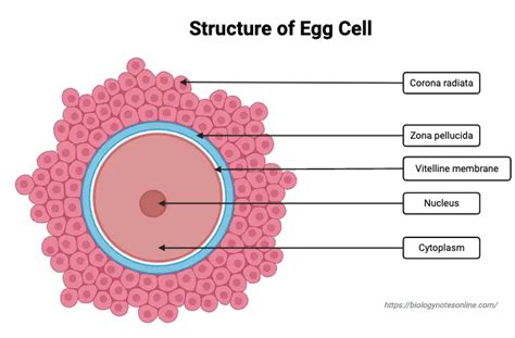 Egg Cell - Structure, Types, Functions - Biology Notes Online