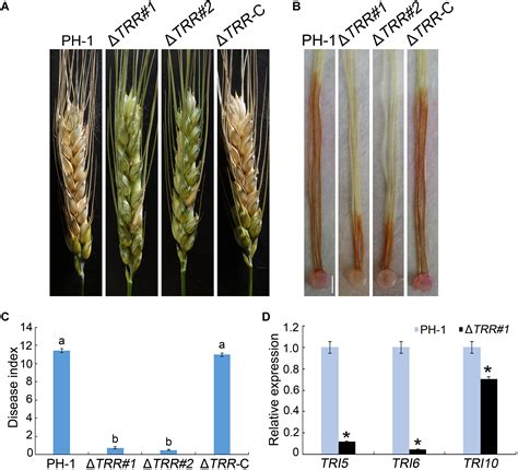 Frontiers Thioredoxin Reductase Is Involved In Development And