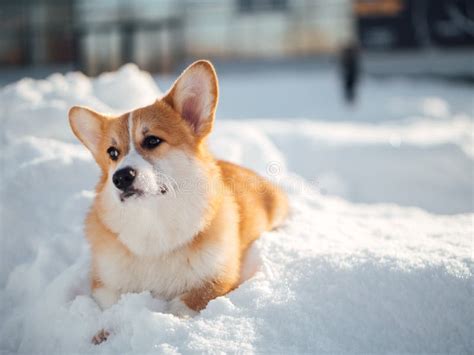 Welsh Corgi Dog Playing in Winter Park Stock Photo - Image of animal ...