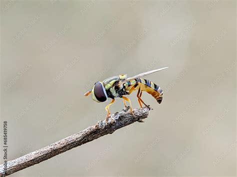 Close Up Of Marmalade Hoverfly Episyrphus Balteatus With Blur