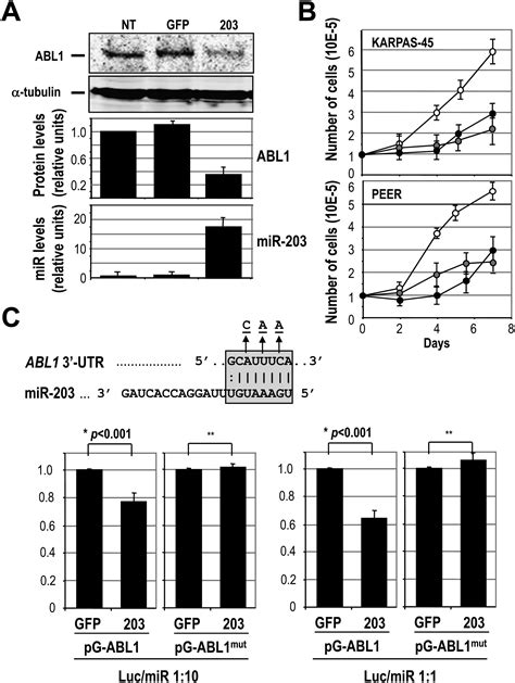 Genetic And Epigenetic Silencing Of Microrna 203 Enhances Abl1 And Bcr