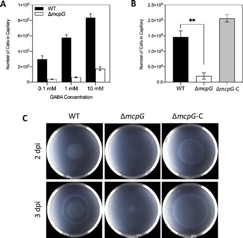 Chemotaxis Assays A Quantitative Chemotaxis Assay Of Wt And Δmcpg Download Scientific