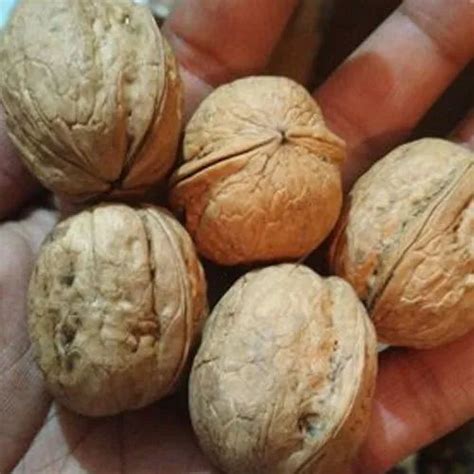 Kashmiri Hard Shelled Walnuts Packaging Size 10 Kg At Rs 220 Kg In