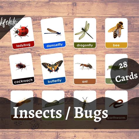 Insects Bugs 28 Flash Cards Montessori Materials Educational