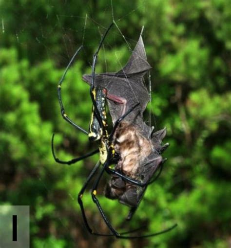 Bat Eating Spiders The Most Terrifying Thing Youll See Today Wired