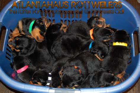 A Trustworthy Atlanta German Rottweiler Breeder