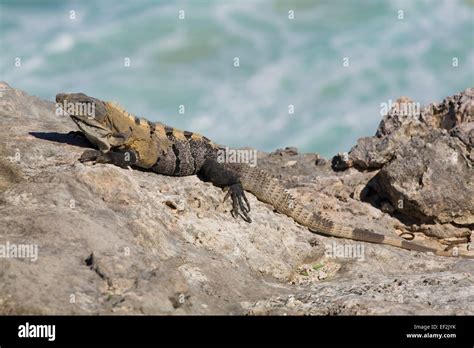 Black Spiny Tailed Iguana Ctenosaura Similis Punta Sur Isla Mujeres