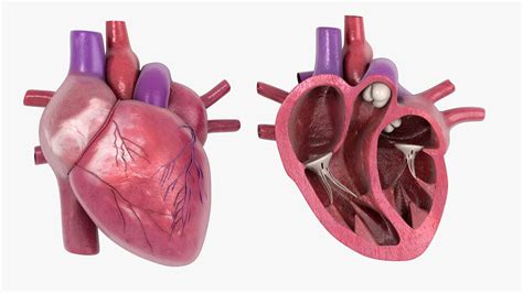 3D model human heart cross section - TurboSquid 1622608