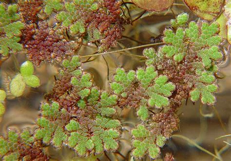 Azolla Filiculoides