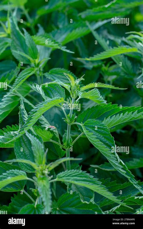 Stinging Nettles Urtica Dioica In The Garden The Plant Is Also Known