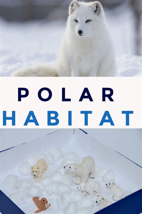 Polar Habitats for Kids - Shoebox Habitat