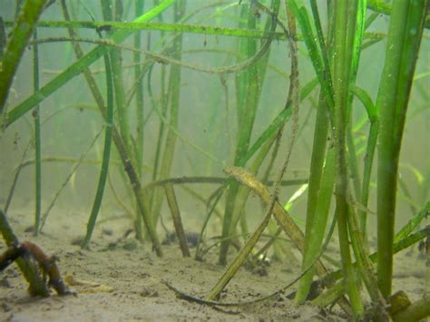 Growing Grass in the Great Bay Estuary | Piscataqua Regional Estuaries
