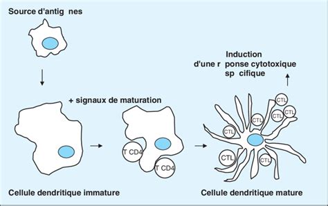 Cellules Dendritiques Et Activation Des Lymphocytes T Cytotoxiques