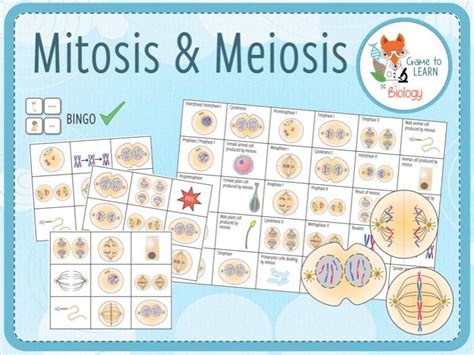 Mitosis And Meiosis Bingo Ks45 Teaching Resources